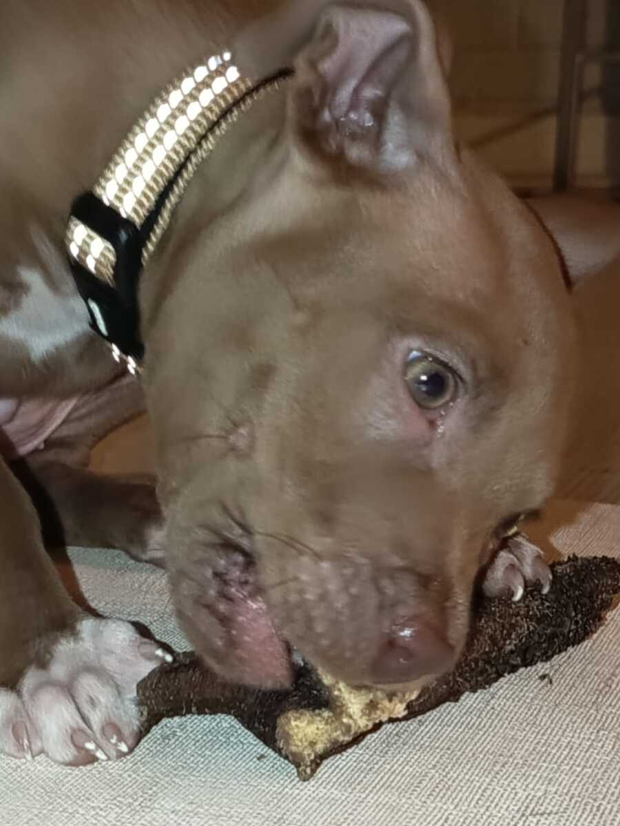 Chien qui profite d'une mastication douce