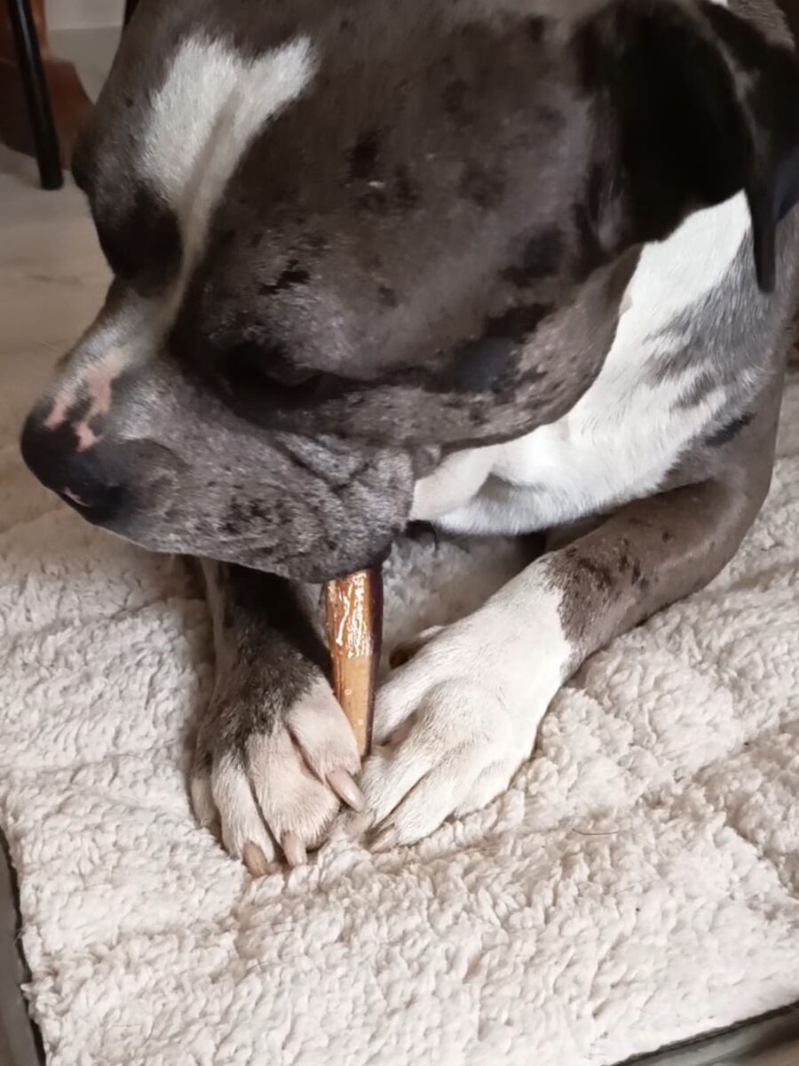 Chien qui profite d'une mastication extrême