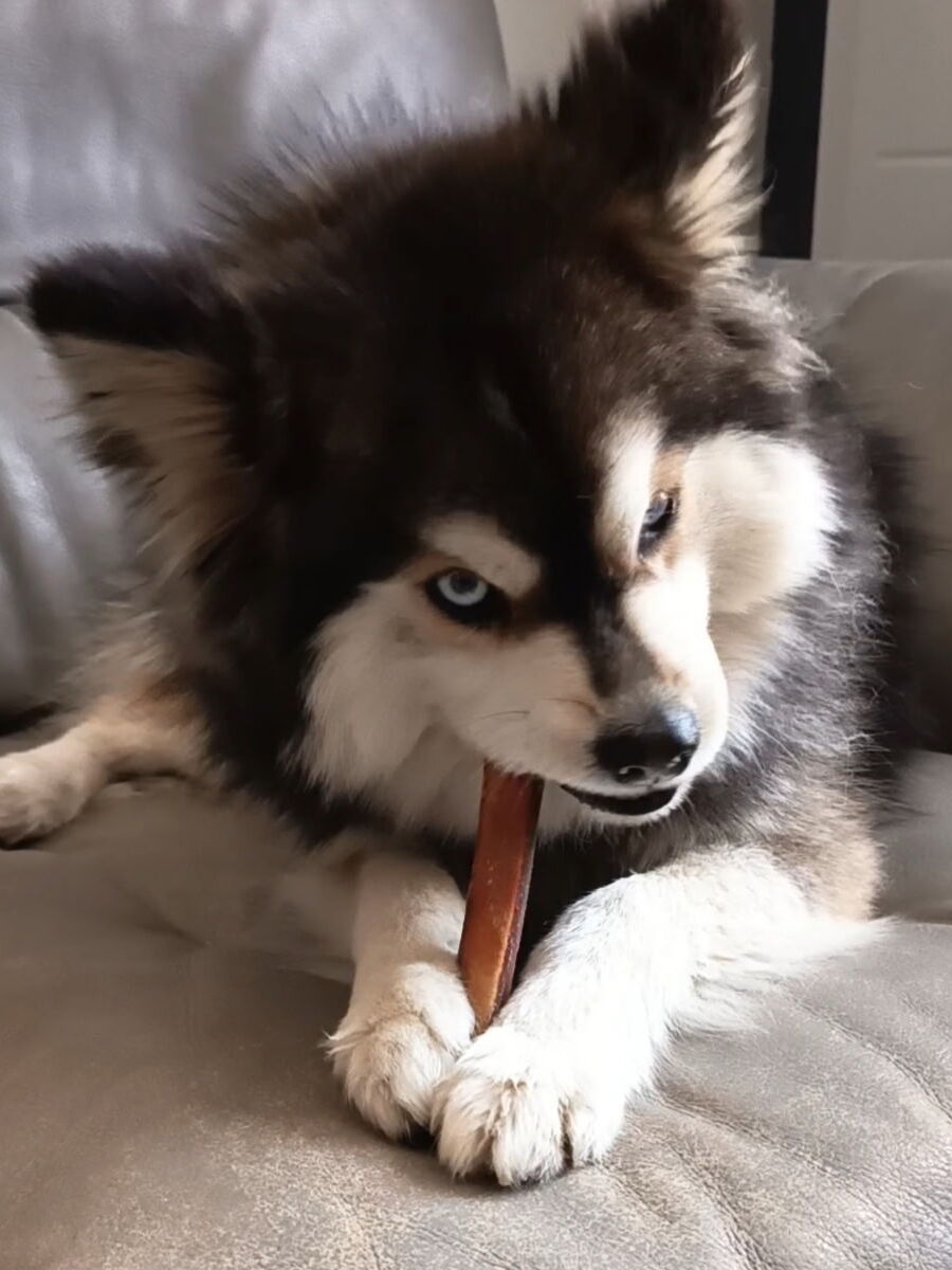 Chien qui profite d'une mastication medium