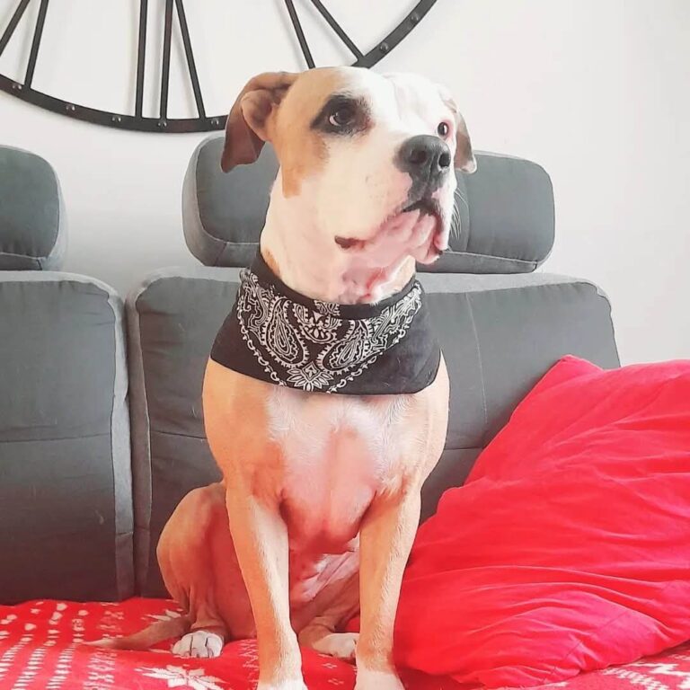 Uky, chienne Staff, notre gouteuse officielle
