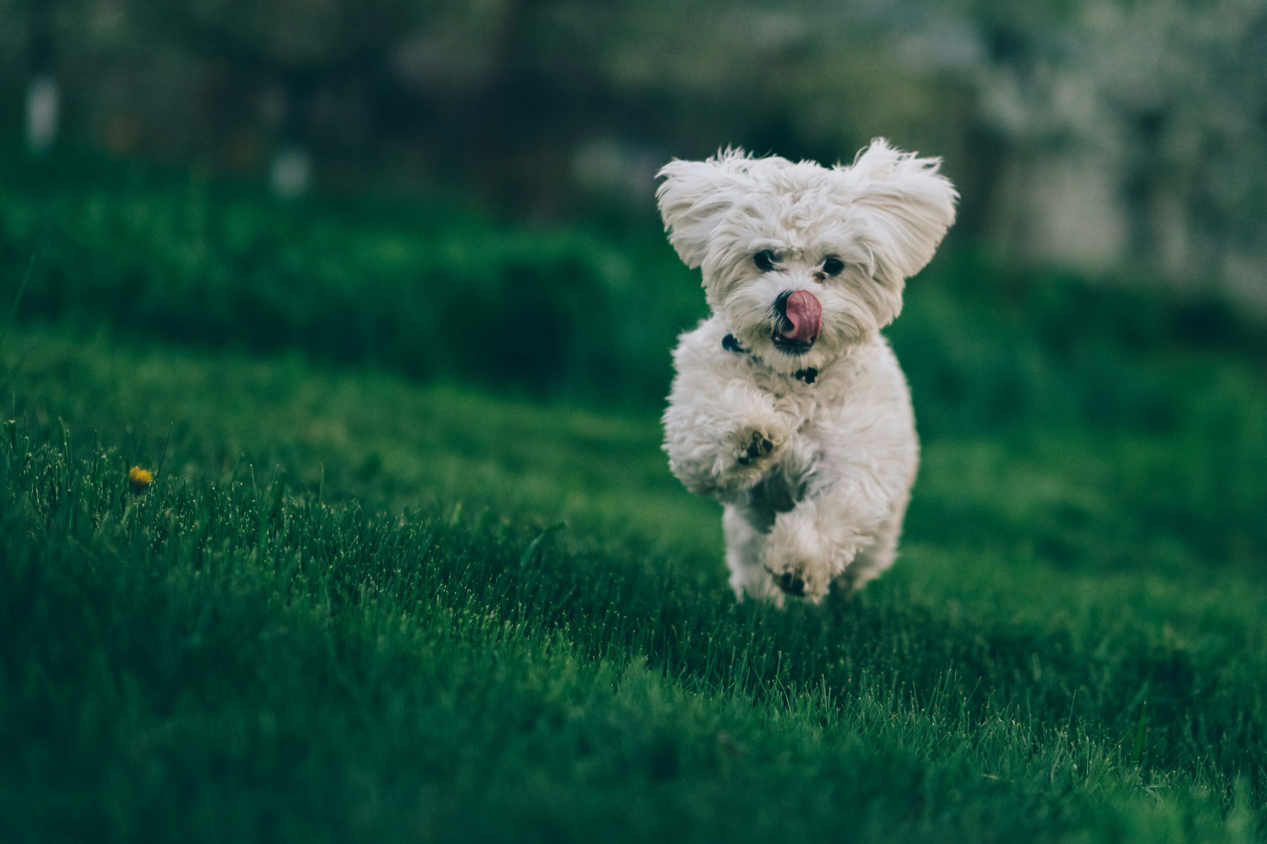 chien cours scaled