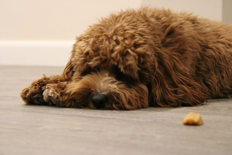Chien endormi et détendu