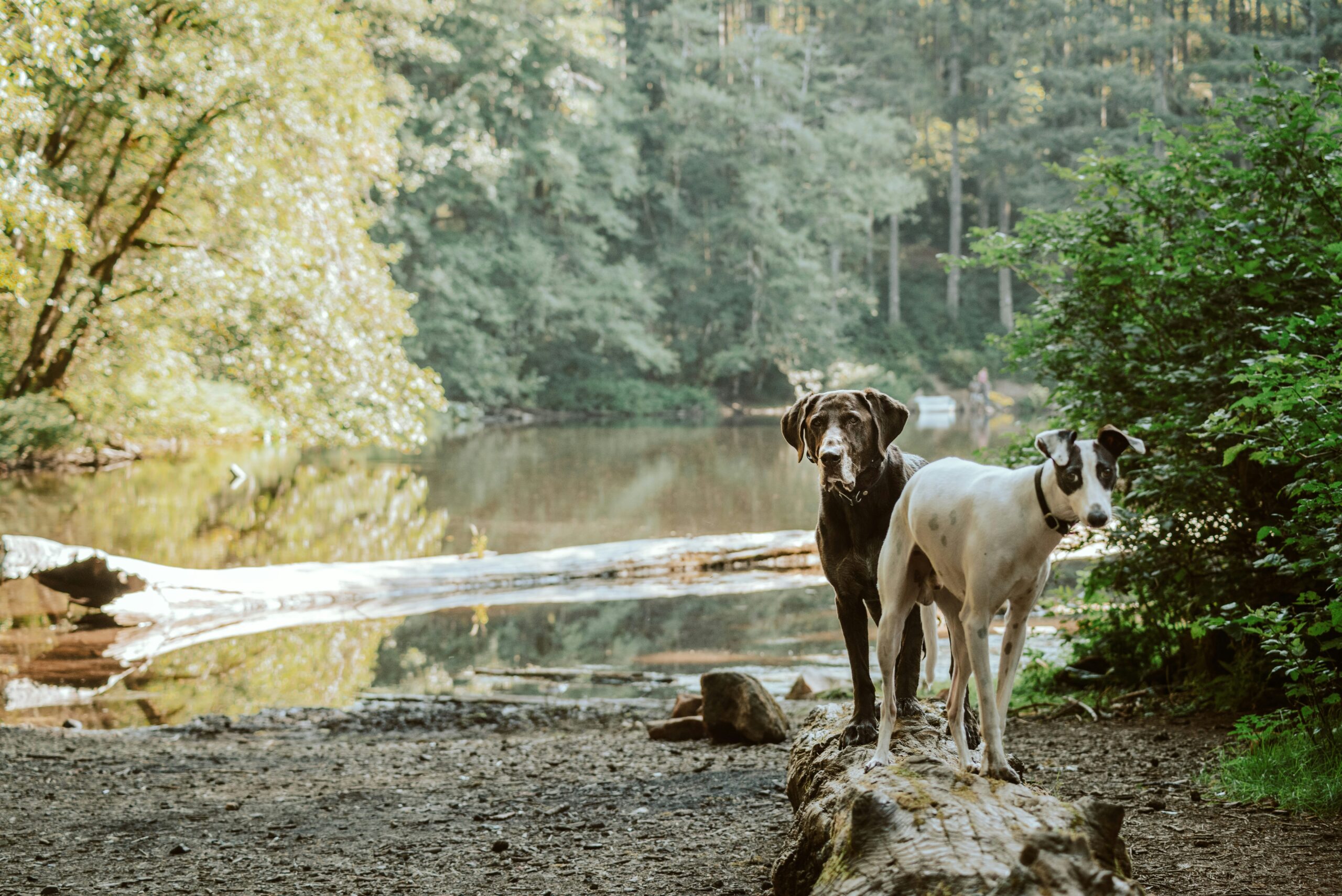 chien foret 3 scaled