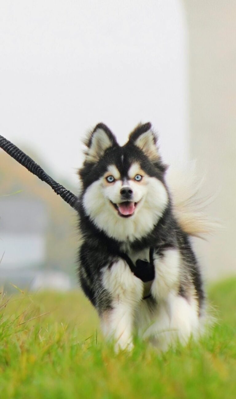 Chien heureux qui court avec son maître
