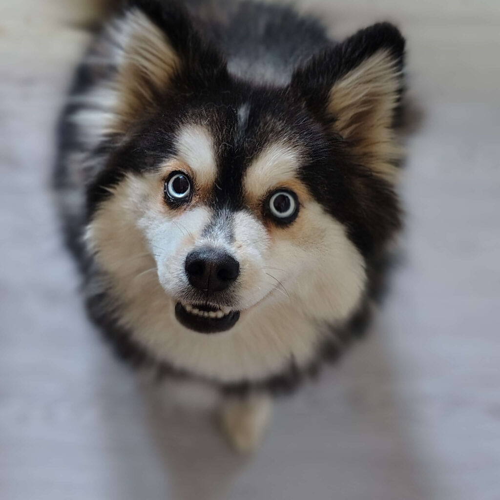 nyx chien assis 1