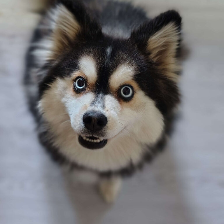 nyx chien assis 1