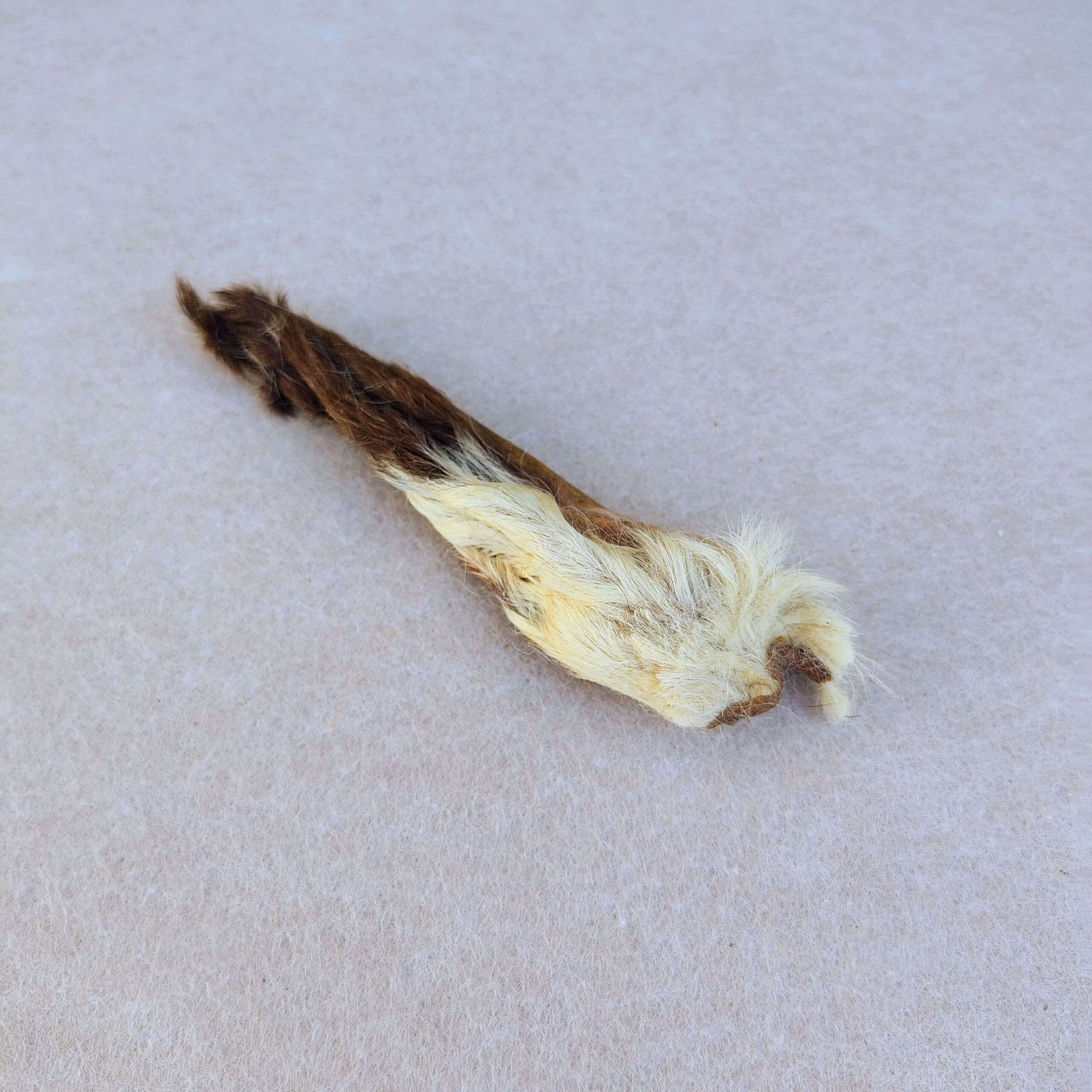 Oreille d'agneau avec poils, friandise naturelle pour chien